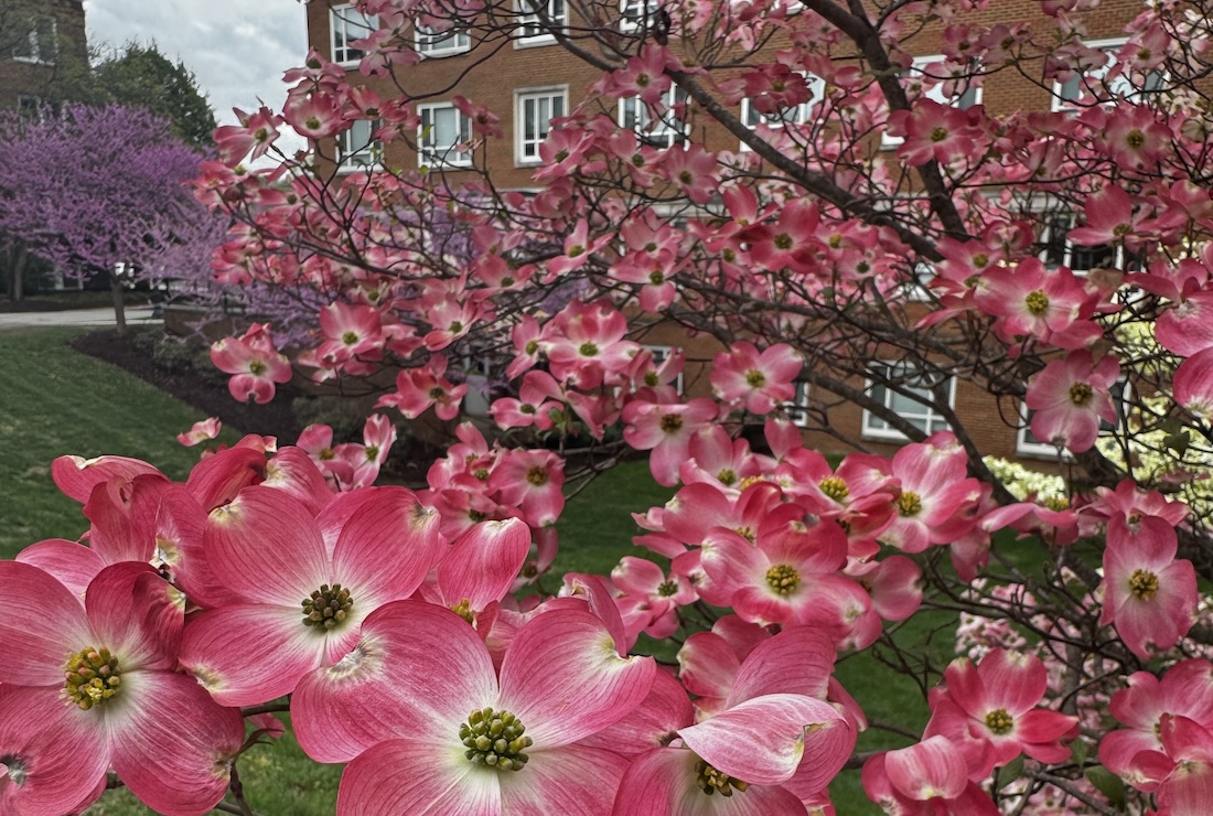 Flowering dogwood blooms on campus