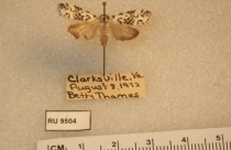 moth in collection