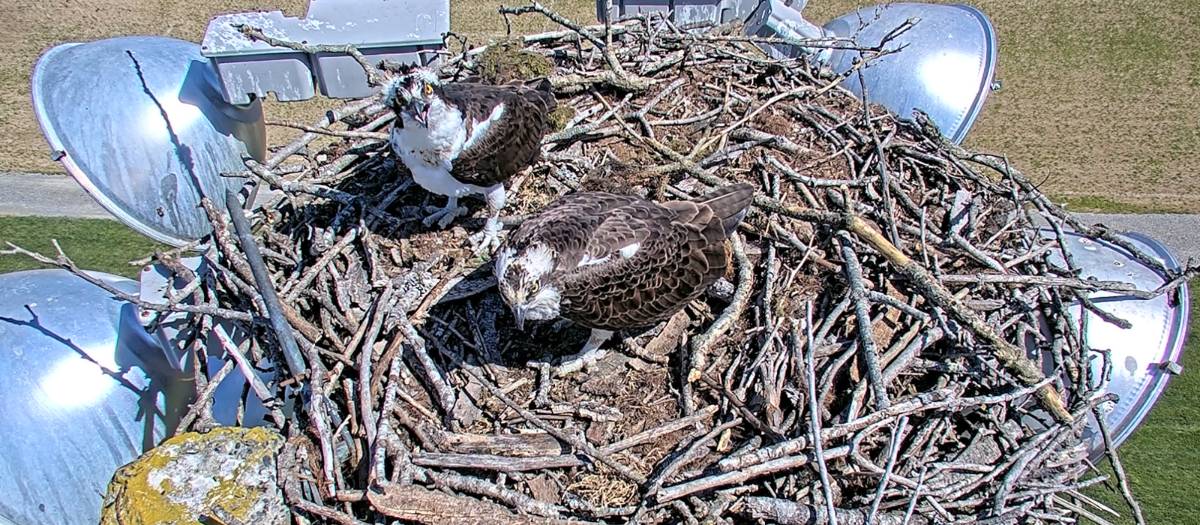 ospreys nesting