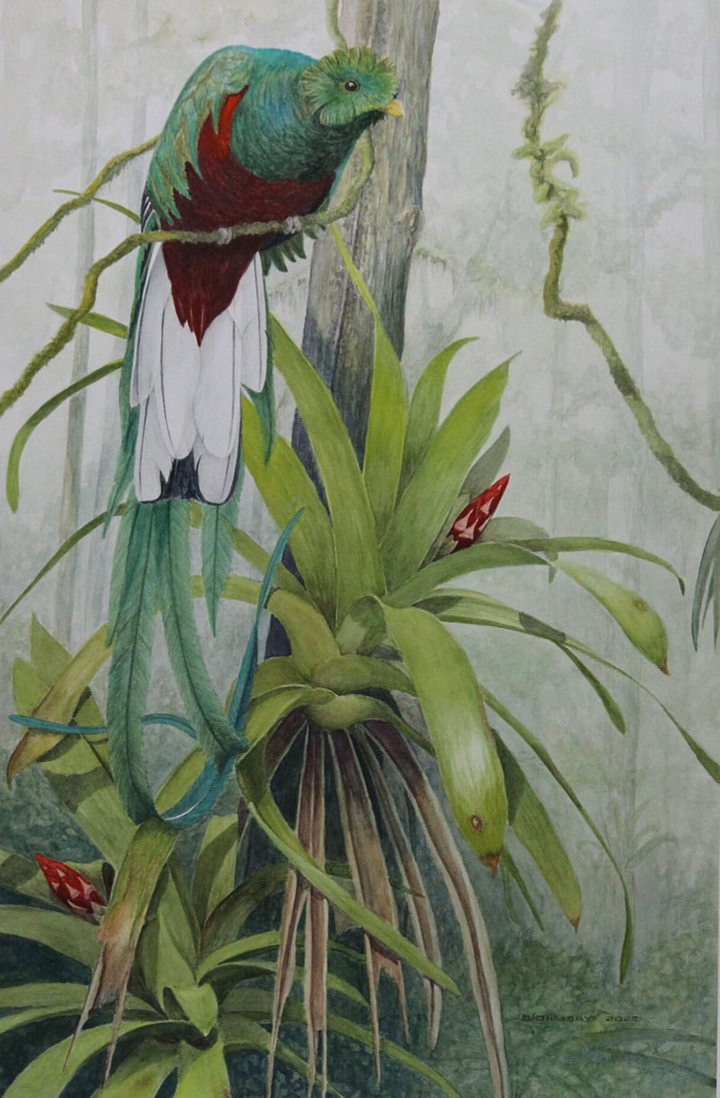 Watercolor of exotic bird in forest